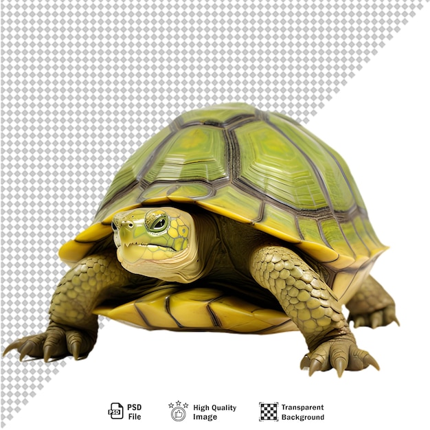 PSD green turtle on transparent background