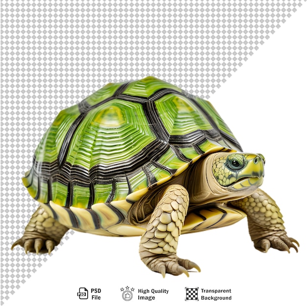 PSD green turtle on transparent background