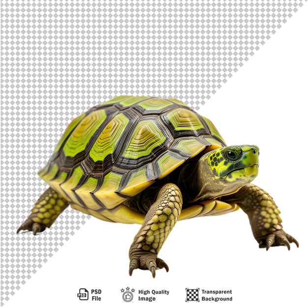 PSD green turtle on transparent background