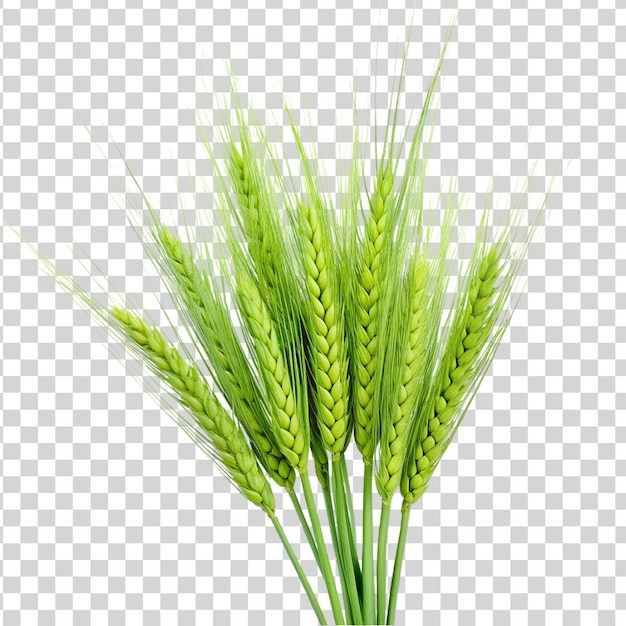 PSD green wheat isolated on transparent background