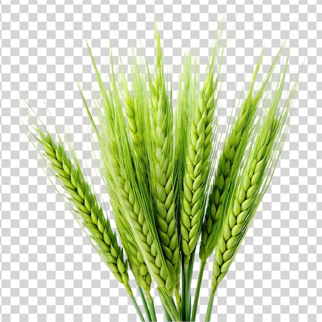 PSD green wheat isolated on transparent background