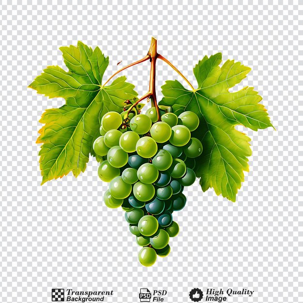 Green wine grapes isolated on transparent background