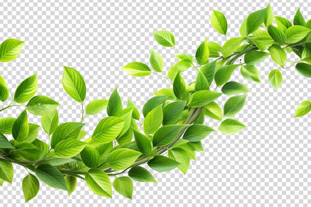 gren av en plante med grønne blader på transparent bakgrunn