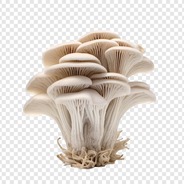 PSD grey oyster or indian mushroom isolated on transparent background
