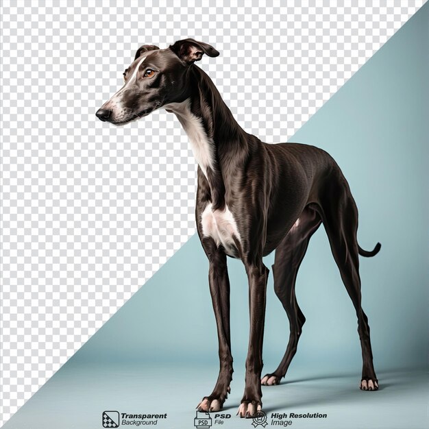 PSD greyhound isolated on transparent background