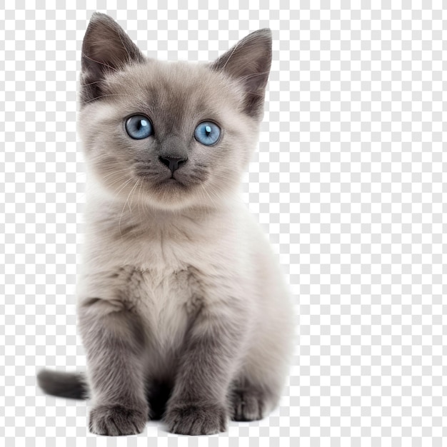 grijs kitten met blauwe ogen zit op doorzichtige achtergrond PSD