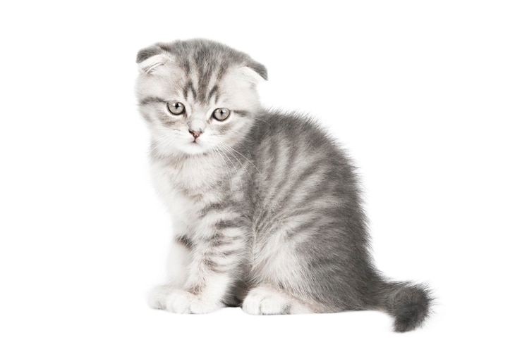PSD grijze kat geïsoleerd