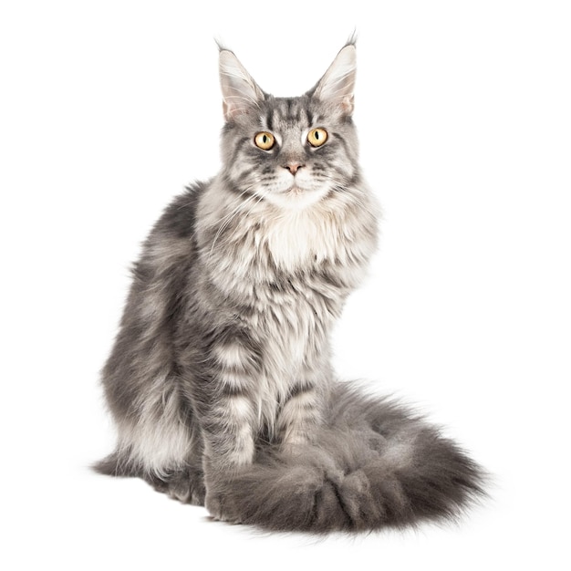 Grijze kat geïsoleerd