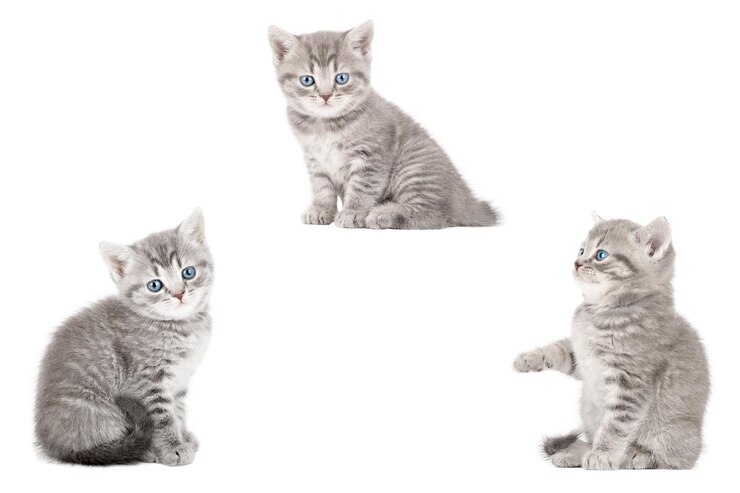 PSD grijze kat geïsoleerd