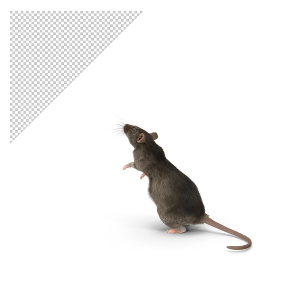 grijze rat Pose PNG