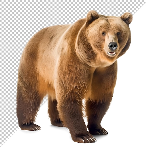 Grizzly bear walking isolated background