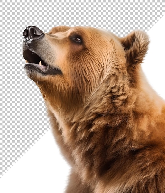 Grizzly brown bear