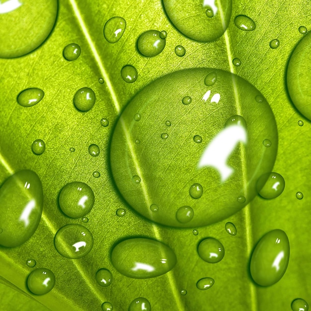 PSD groen blad realitisch drops-effect