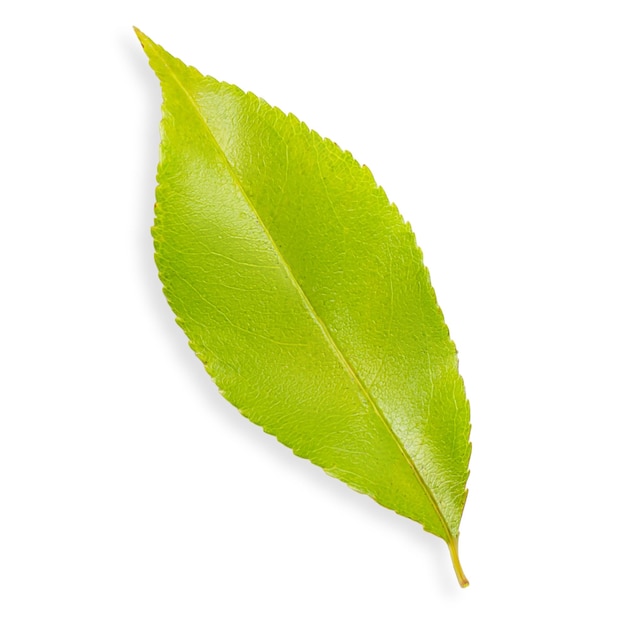 Groen blad van een boom op een lege achtergrond
