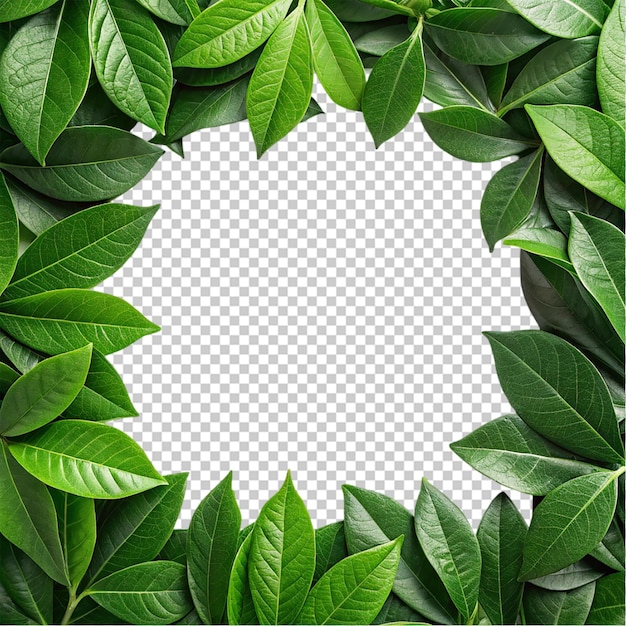 Groen bladframe