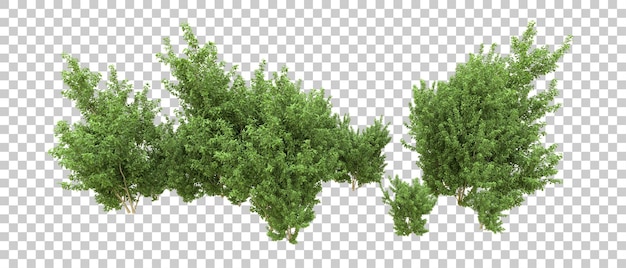 Groen bos geïsoleerd op de achtergrond 3D-rendering illustratie