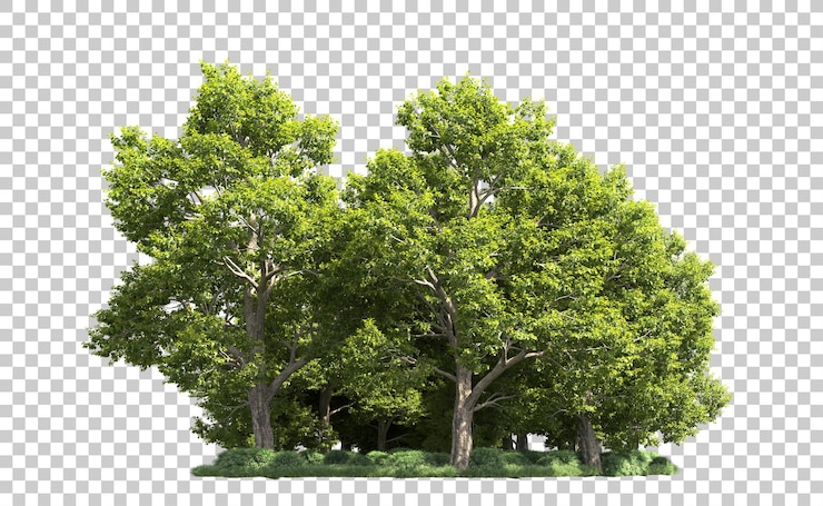 PSD groen bos geïsoleerd op de achtergrond 3d-rendering illustratie