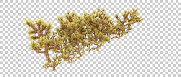 Groen bos geïsoleerd op de achtergrond 3D-rendering illustratie