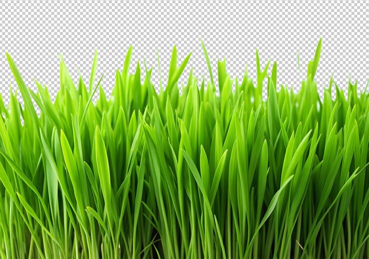PSD groen gras geïsoleerd op een doorzichtige achtergrond