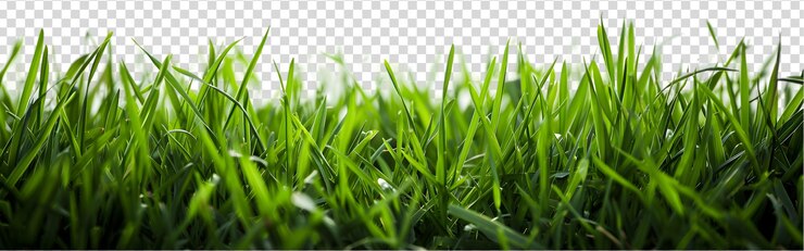 PSD groen gras geïsoleerd op een doorzichtige achtergrond
