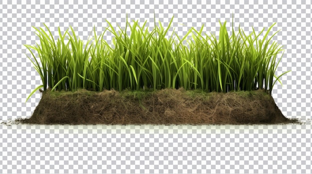 Groen gras gesneden png