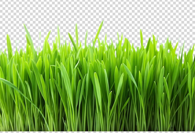 groen gras op een doorzichtige achtergrond