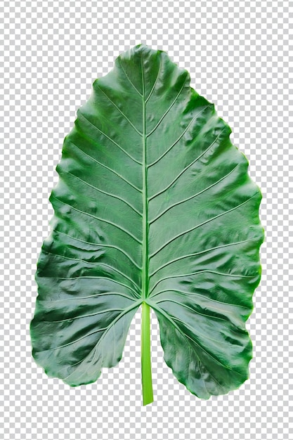 groen rauw blad boomtak png bloem roze groen natuur plant gebladerte eco tropische regen