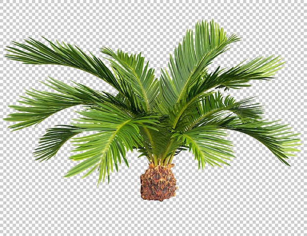 PSD groen tropen palm sago uitgesneden transparante achtergronden 3d-rendering