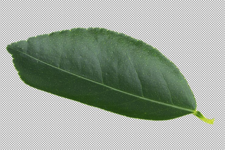 PSD groene oranje bladeren geïsoleerd op een doorzichtige achtergrond