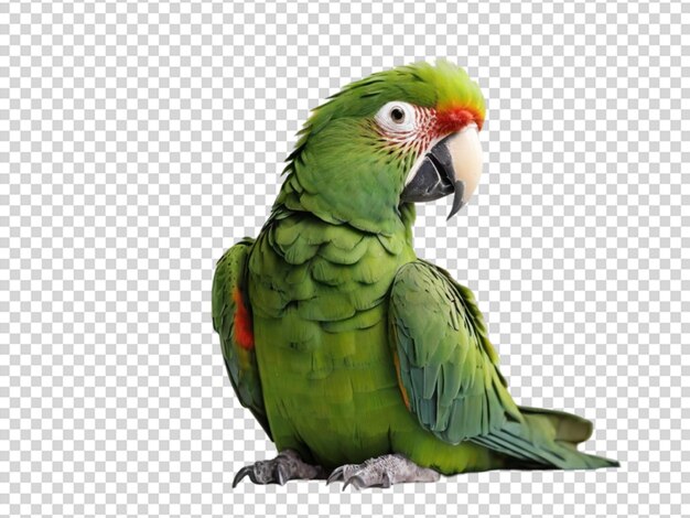 Groene papegaai op doorzichtige achtergrond