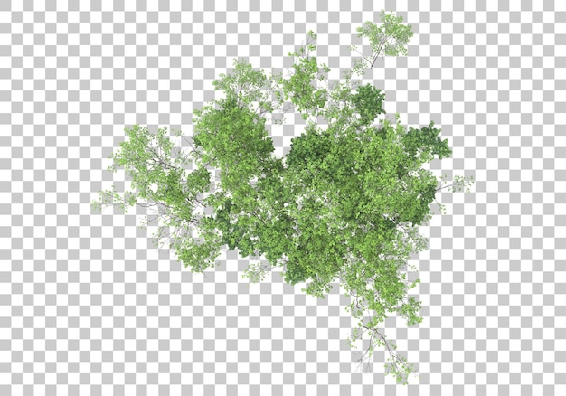 Groene planten met transparante achtergrond 3d-rendering illustratie