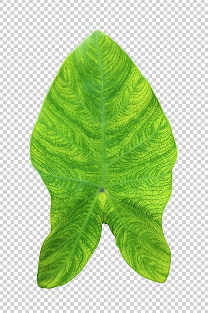 groene rauwe bladeren worden weergegeven op een witte achtergrond