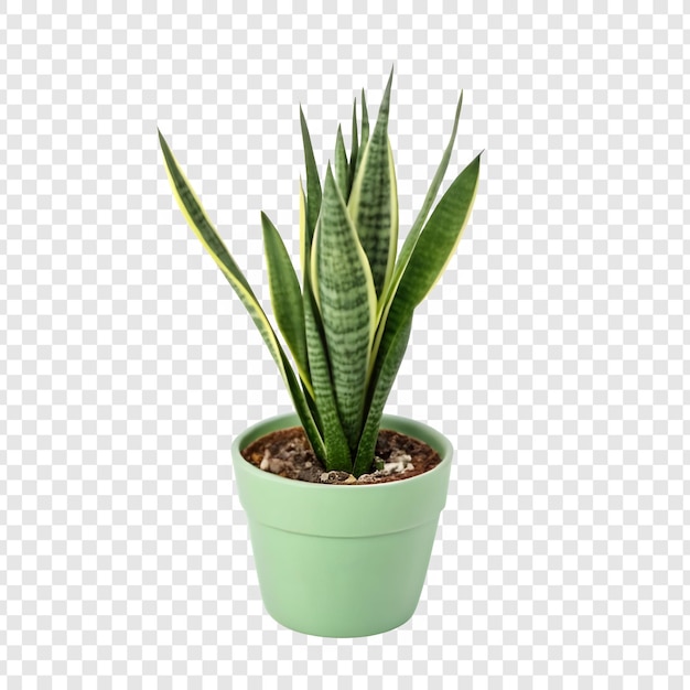 Groene slangplant in een pot met een doorzichtige achtergrond