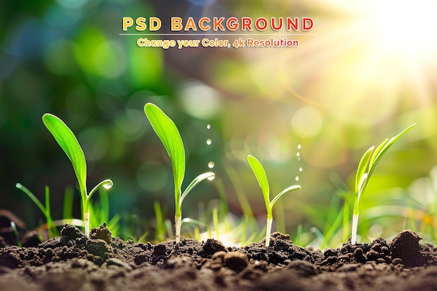 PSD groene sojabonenplant in gecultiveerd landbouwveld landbouw en gewasbescherming