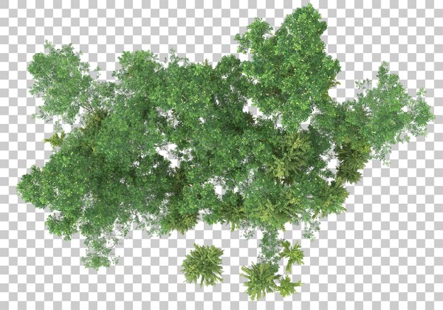 Groene struik met transparante achtergrond 3D-rendering illustratie
