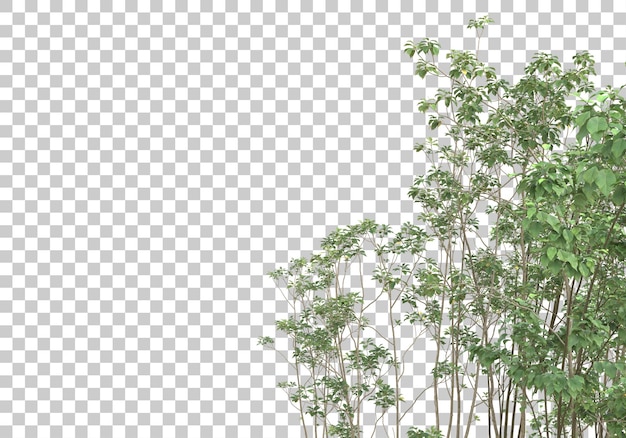 Groene struik met transparante achtergrond 3d-rendering illustratie