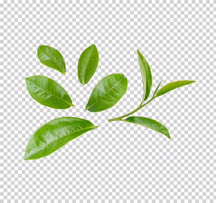 Groene theeblaadjes geïsoleerd Premium PSD