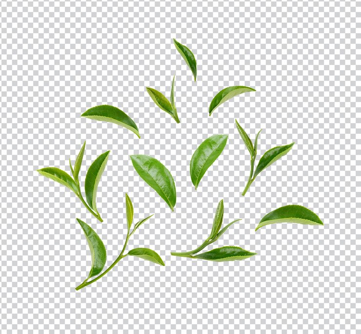 Groene theeblaadjes geïsoleerd Premium PSD
