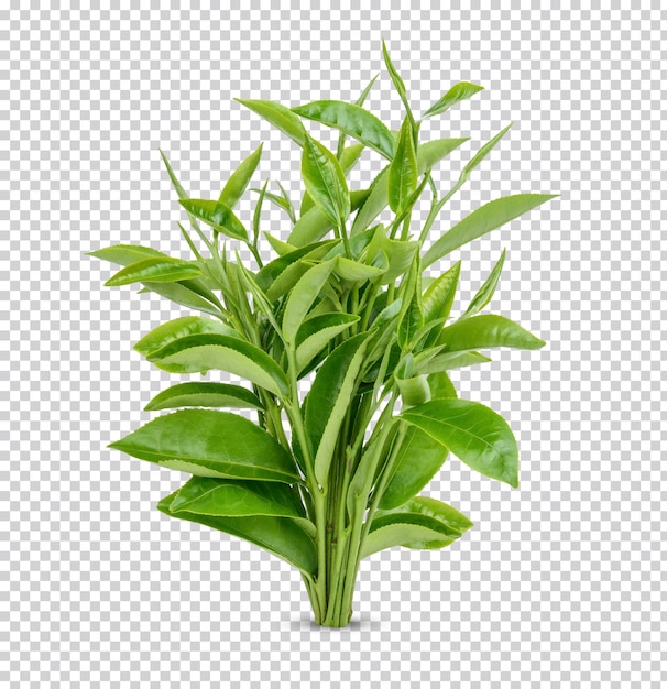 Groene theeblaadjes geïsoleerd Premium PSD