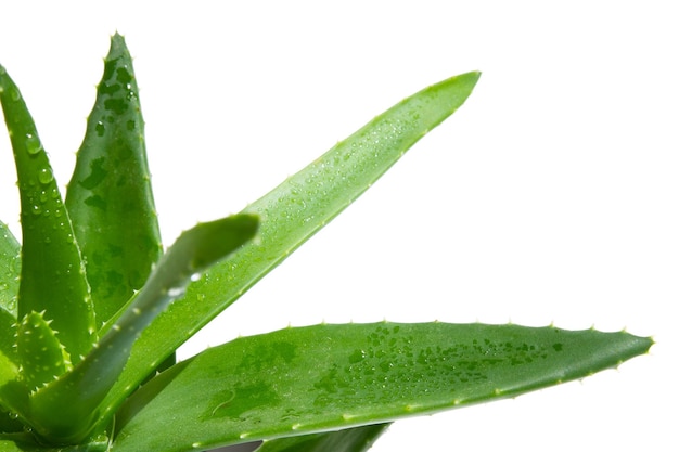 Groene verse aloë vera close-up op een witte achtergrond