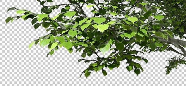 Groenheid boom bladeren takken bosbouw op de bovenkant 3d render PSD