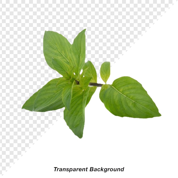 Grønnsak med transparent bakgrunn