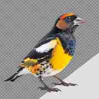 PSD grosbeak bird png isolated on transparent background