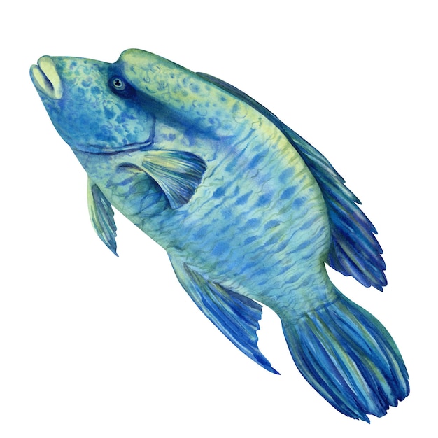 Grote tropische vis van de Rode Zee Napoleon Humphead wrasse in realistische aquarel stijl