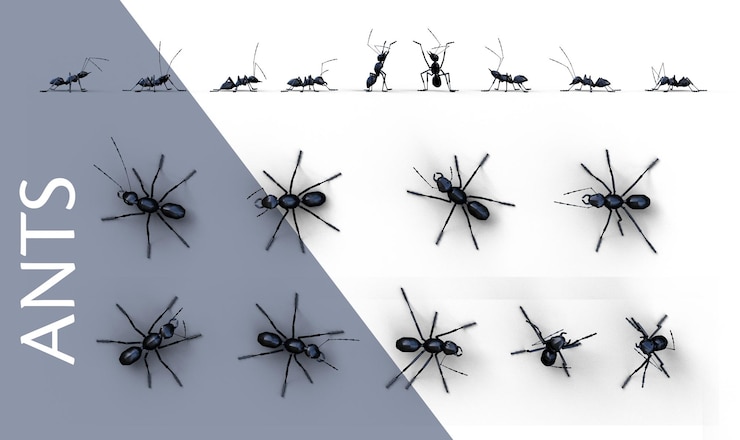 PSD a group of black ants are shown with a black ant on the right