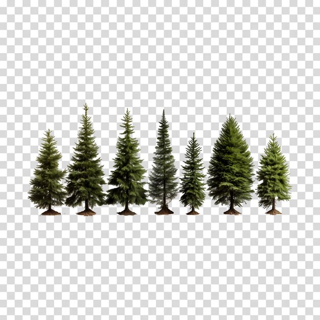 PSD group of conifer trees isolated on a transparent background psd