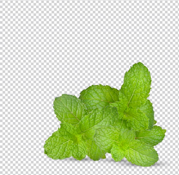 Group of Fresh mint leaves, isolated  Premium psd.