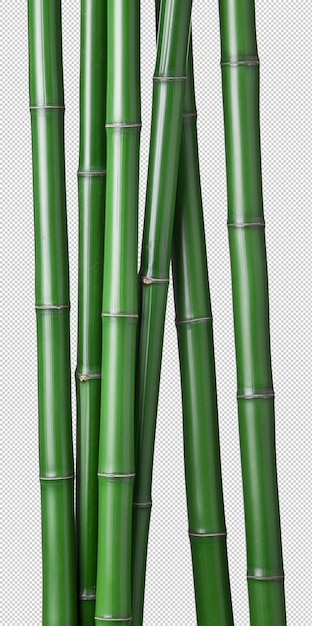 Group of green bamboos isolated on a white background