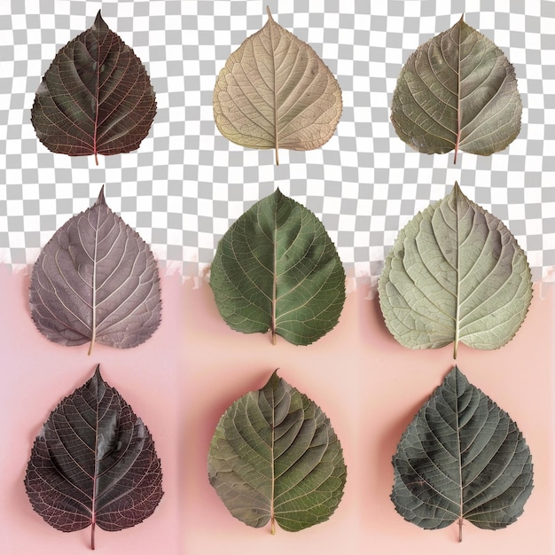 A group of leaves with the word leaf on them