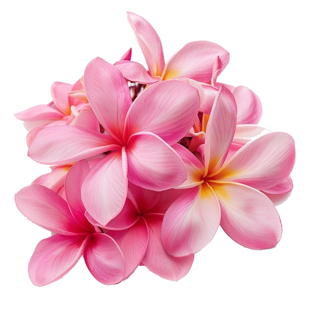 PSD group of pink frangipani